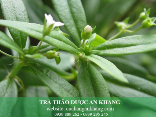 BẠCH HOA XÀ THIỆT THẢO  - THUỐC QUÝ ĐIỀU TRỊ BỆNH UNG THƯ